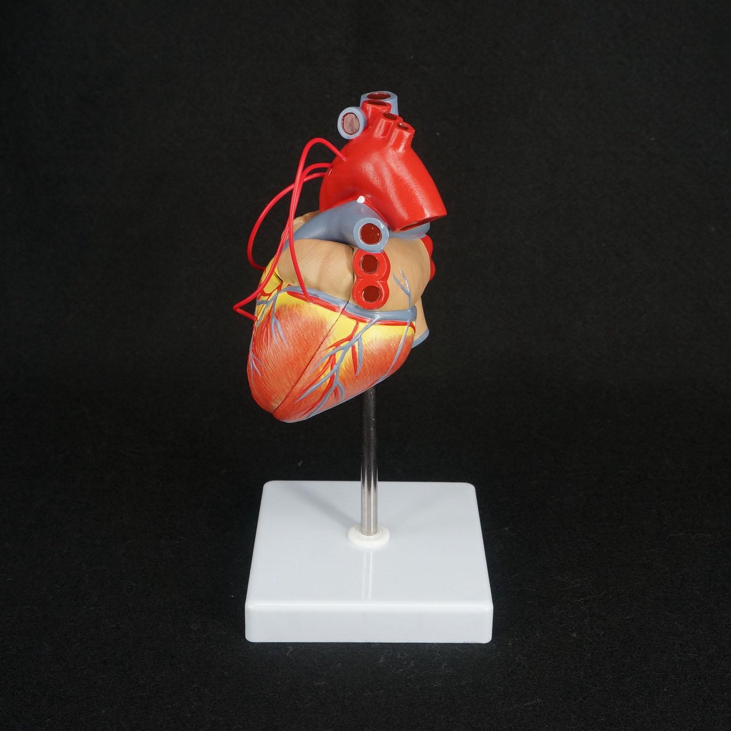 Scientific Heart with Bypass Life Size Anatomical Model Anatomy - KiwisLove