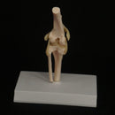Dog knee Canine Joint model Medical Veterinary Skeleton Animal - KiwisLove