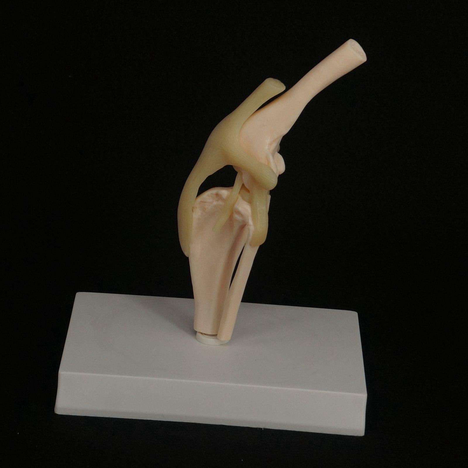 Dog knee Canine Joint model Medical Veterinary Skeleton Animal - KiwisLove