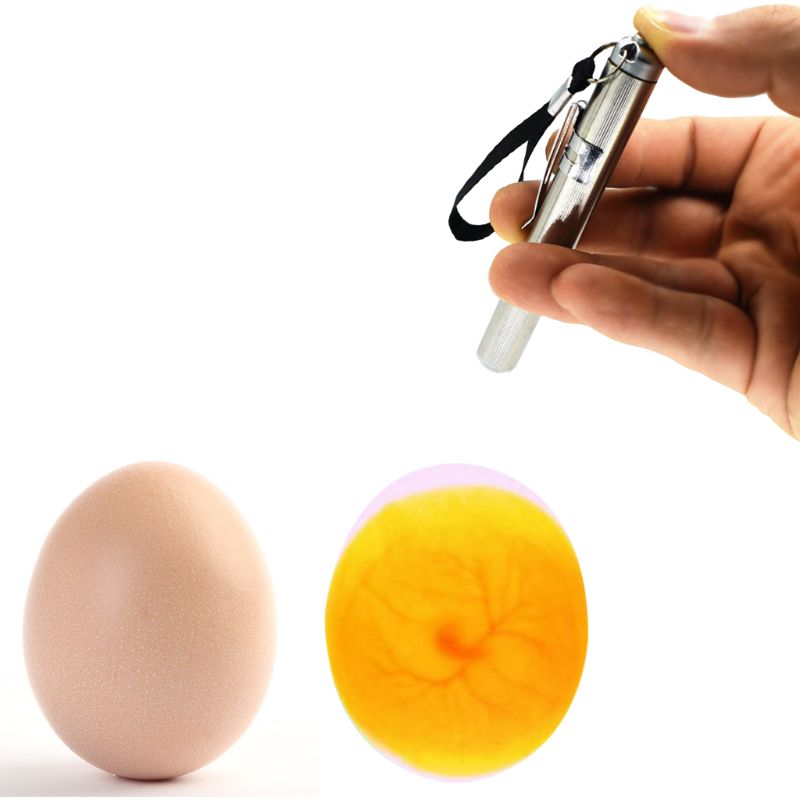 Incubator Eggtester Egg Candling Lamp LED Super Cold Incubation Equipment Poultry - KiwisLove