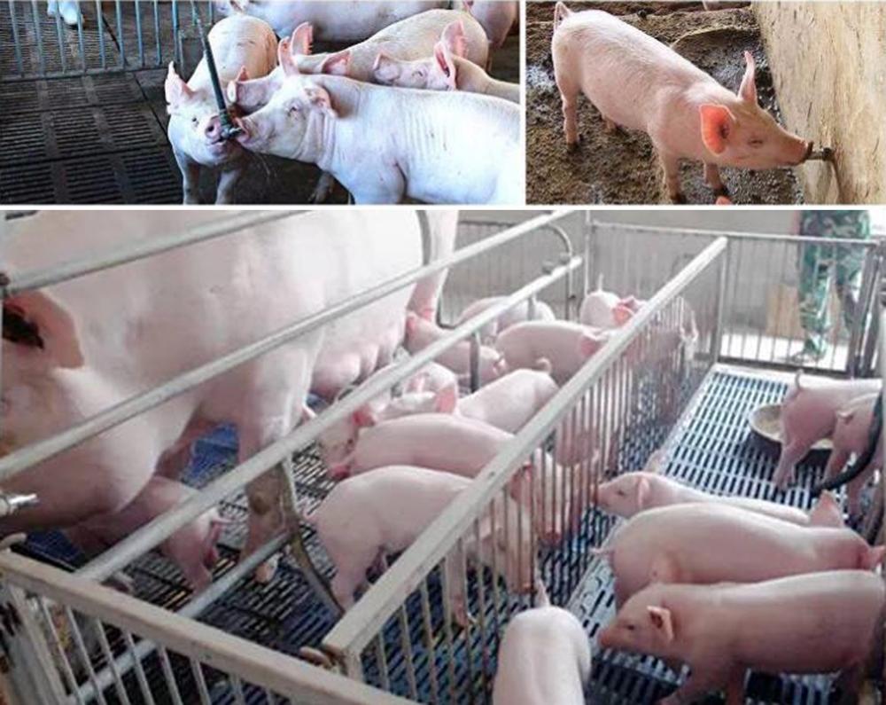 3~25kg Piglet Automatic Drinking Fountain Nipple Stainless Steel - KiwisLove