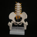 Half Size Pelvis 5 Pieces Lumbar With Leg Bone Vertebrae Anatomy Model - KiwisLove