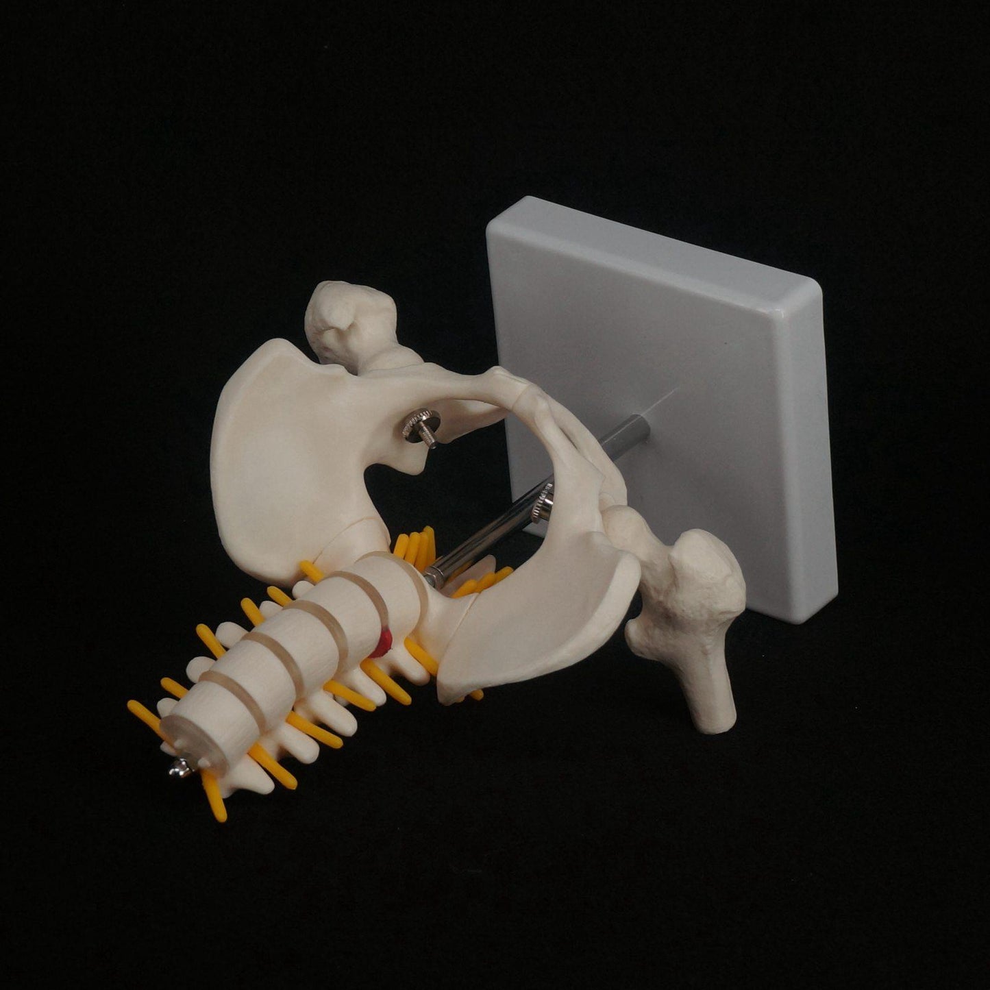Half Size Pelvis 5 Pieces Lumbar With Leg Bone Vertebrae Anatomy Model - KiwisLove