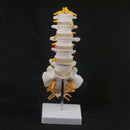 Human Lumbar Spine Caudal Vertebra Structure Intervertebral Disc Joint Model - KiwisLove
