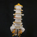 Human Lumbar Spine Caudal Vertebra Structure Intervertebral Disc Joint Model - KiwisLove