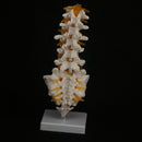 Human Lumbar Spine with Caudal Vertebra Structure Intervertebral Disc Model - KiwisLove