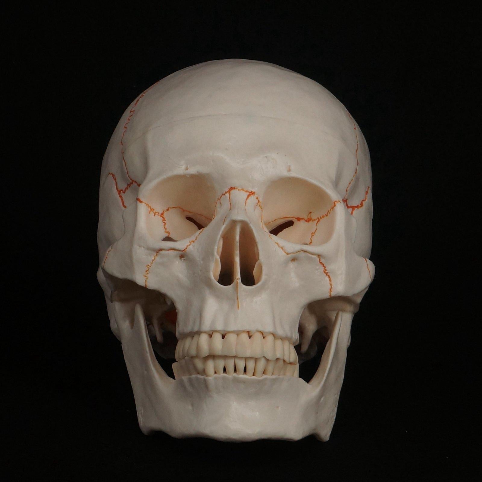 Life Size Human Head Skull Model Skeleton Medicine Anatomy - KiwisLove