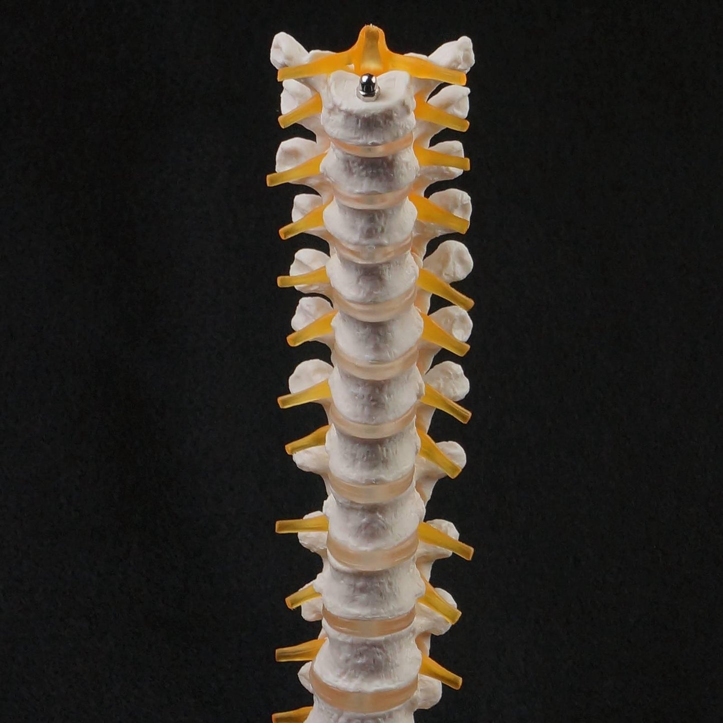 Lifesize Human 12 Thoracic Vertebrae Skeleton cervical Spine Anatomical Model - KiwisLove