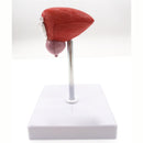 Natural Life Size Anatomical Human Urinary Bladder Prostate Model - KiwisLove