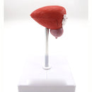 Natural Life Size Anatomical Human Urinary Bladder Prostate Model - KiwisLove
