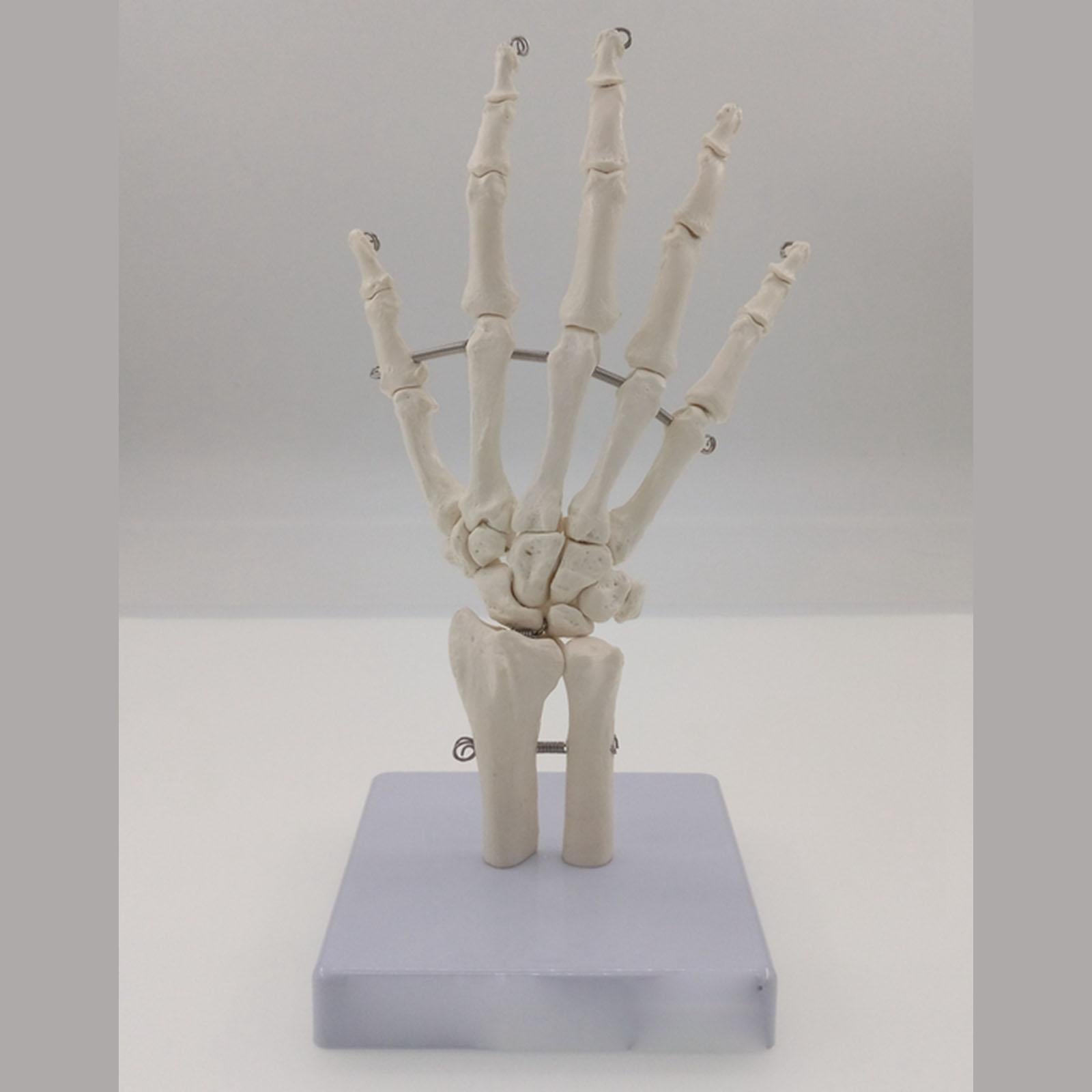 Human Hand Joint Bone Skeleton Anatomical Model Medical Anatomy - KiwisLove