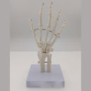 Human Hand Joint Bone Skeleton Anatomical Model Medical Anatomy - KiwisLove