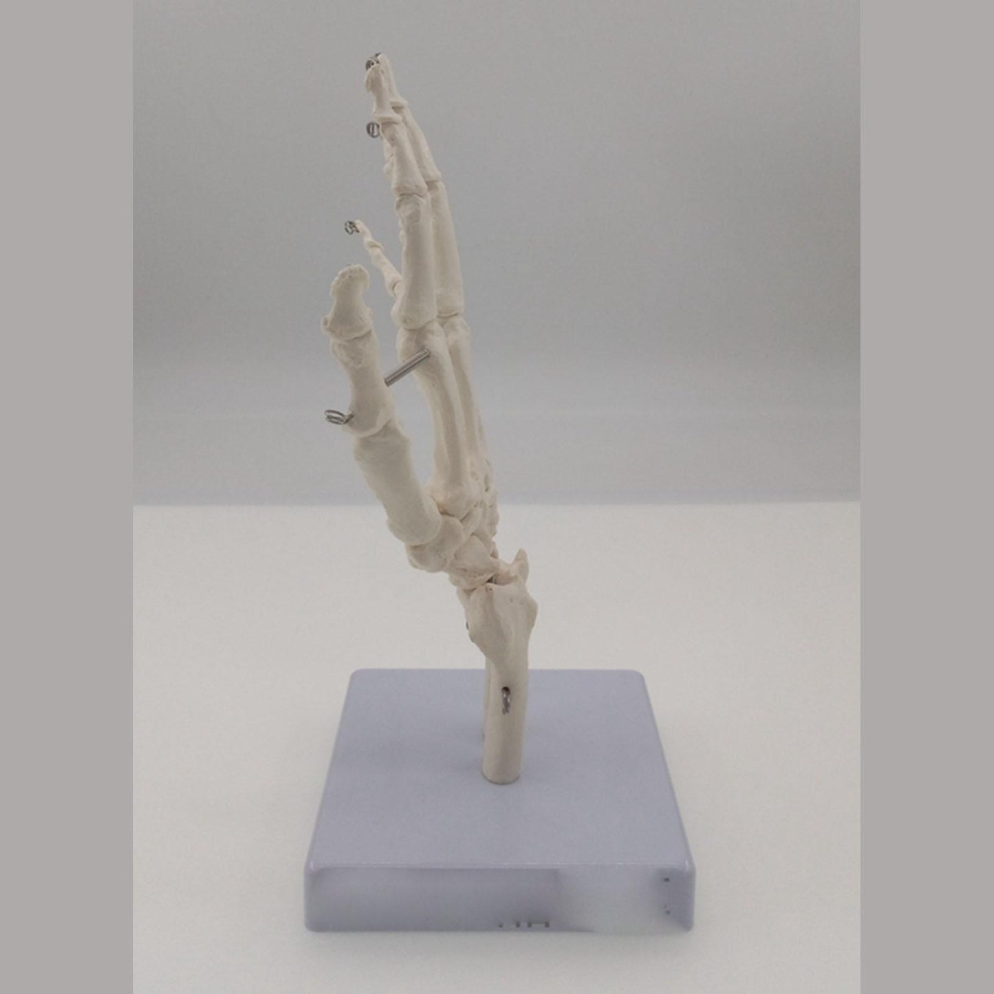Human Hand Joint Bone Skeleton Anatomical Model Medical Anatomy - KiwisLove