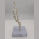 Human Hand Joint Bone Skeleton Anatomical Model Medical Anatomy - KiwisLove