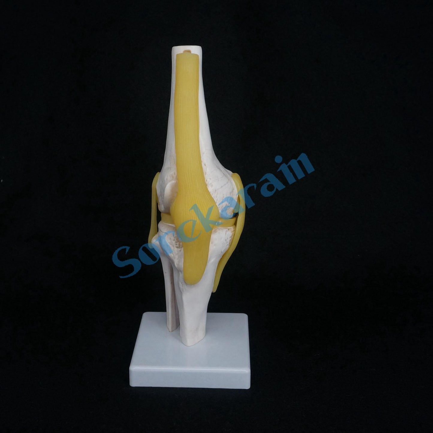 Knee Joint Anatomical Model Skeleton Human Medical Anatomy - KiwisLove