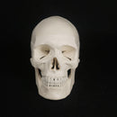 1:1 Human Skull Model High Simulation Anatomical Flexible - KiwisLove