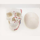 Human Muscular Color Skull Model 3 Parts Digital Indication Anatomy 1:1 - KiwisLove