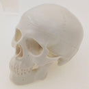 Mini Classic Human Skull Model High Simulation Anatomical Flexible - KiwisLove