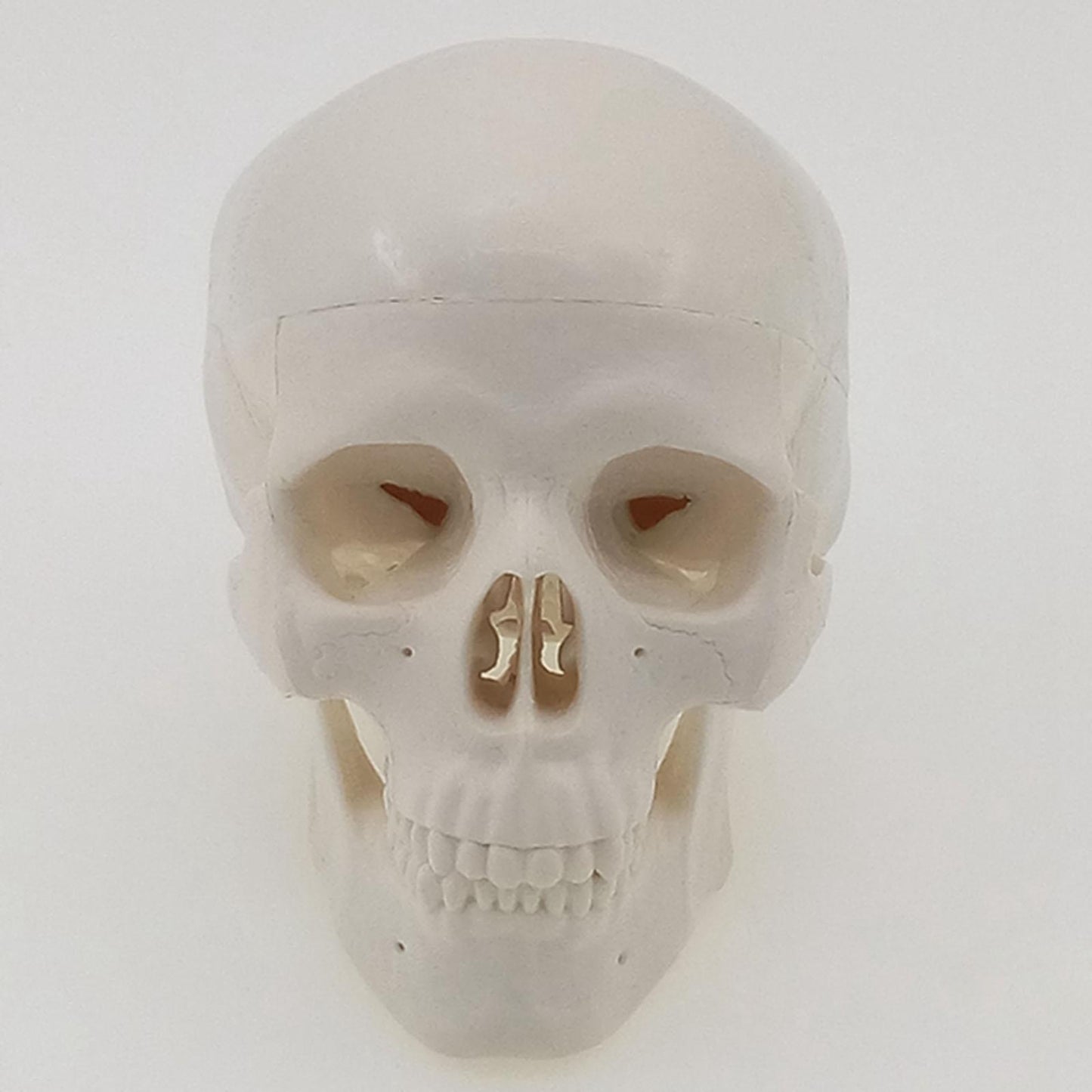 Mini Classic Human Skull Model High Simulation Anatomical Flexible - KiwisLove