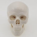 Mini Classic Human Skull Model High Simulation Anatomical Flexible - KiwisLove