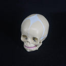 Human Fetal Baby Infant Medical Anatomical Skull Model - KiwisLove