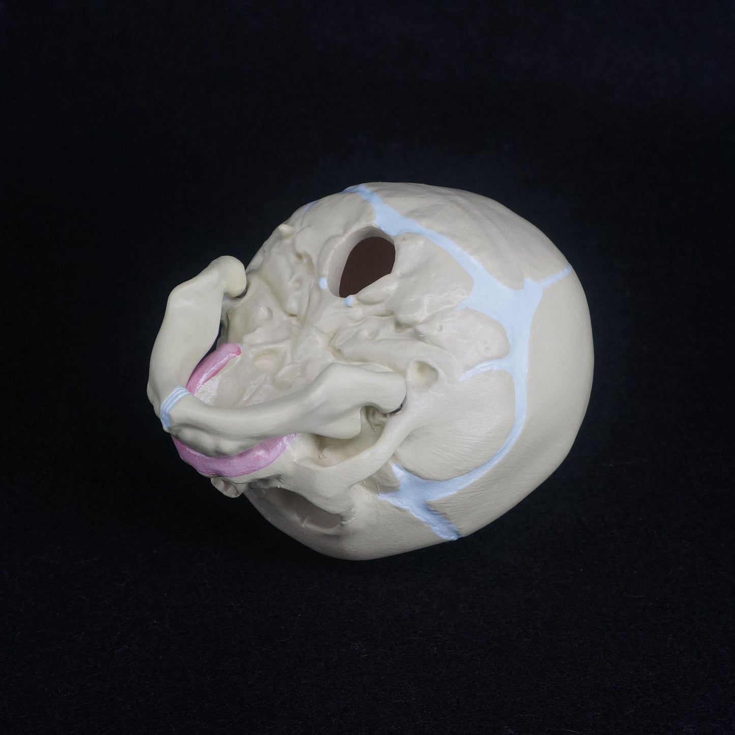 Human Fetal Baby Infant Medical Anatomical Skull Model - KiwisLove