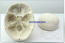 Human Anatomical Anatomy Asian Youth Head Skeleton Skull Medical Model - KiwisLove