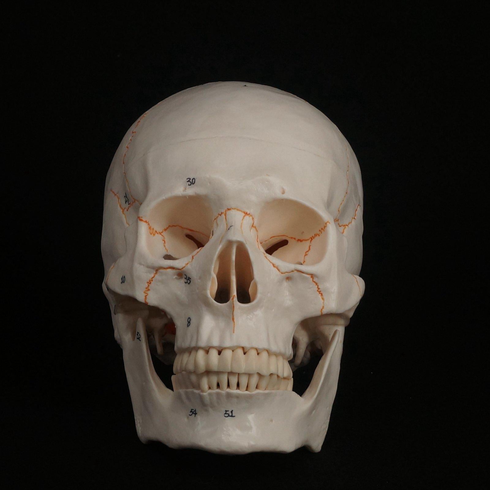 1:1 Numbered Human Head Skull Model Skeleton Medicine Anatomy - KiwisLove