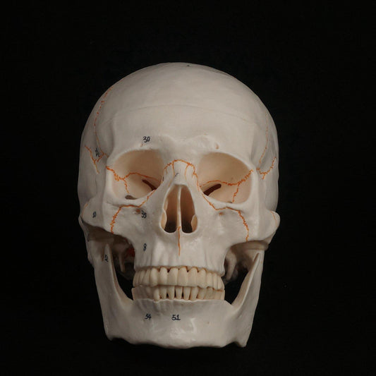 1:1 Numbered Human Head Skull Model Skeleton Medicine Anatomy - KiwisLove