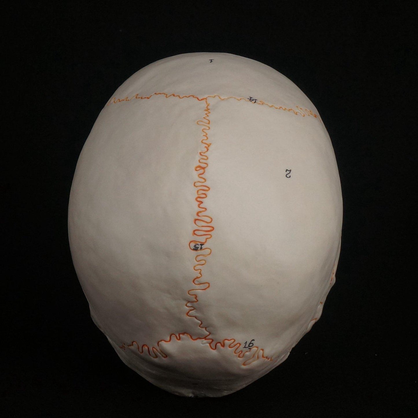 1:1 Numbered Human Head Skull Model Skeleton Medicine Anatomy - KiwisLove