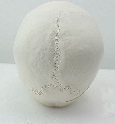 Human Anatomical Anatomy Asian Youth Head Skeleton Skull Medical Model - KiwisLove