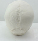 Human Anatomical Anatomy Asian Youth Head Skeleton Skull Medical Model - KiwisLove