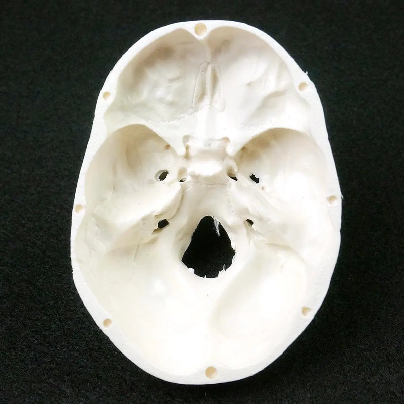 PVC Mini Skull Human Anatomical Anatomy Head Medical Model Convenient 92x99x71mm - KiwisLove