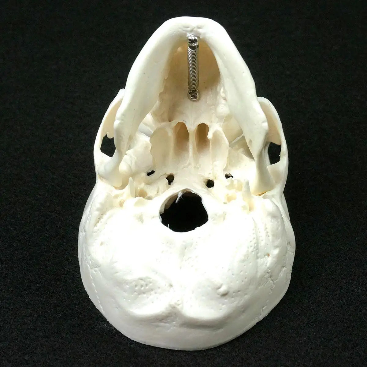 PVC Mini Skull Human Anatomical Anatomy Head Medical Model Convenient 92x99x71mm - KiwisLove
