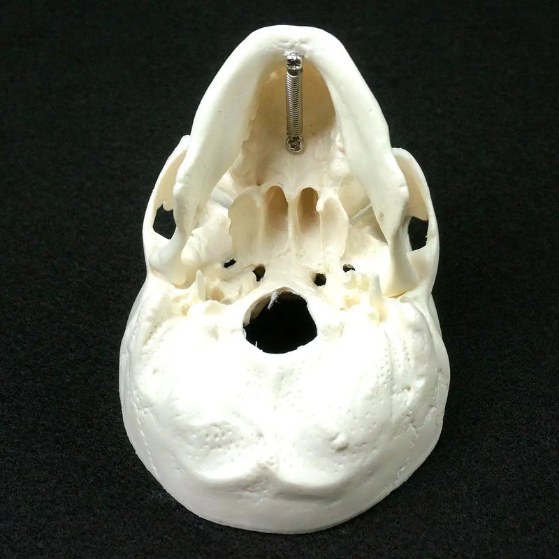 PVC Mini Skull Human Anatomical Anatomy Head Medical Model Convenient 92x99x71mm - KiwisLove