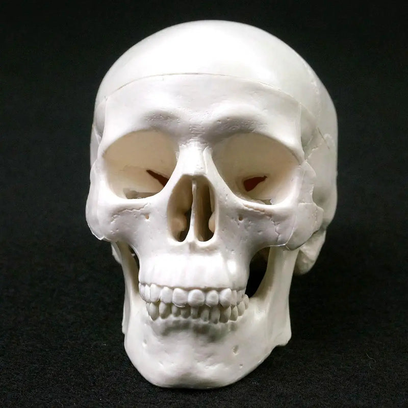 PVC Mini Skull Human Anatomical Anatomy Head Medical Model Convenient 92x99x71mm - KiwisLove