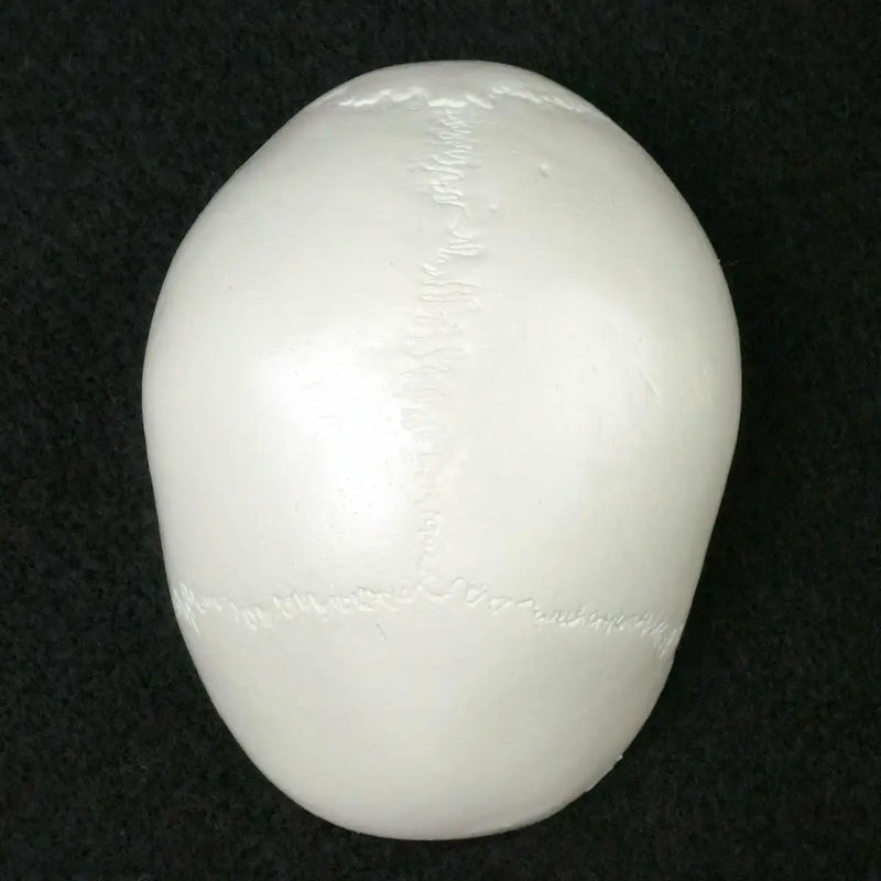 PVC Mini Skull Human Anatomical Anatomy Head Medical Model Convenient 92x99x71mm - KiwisLove