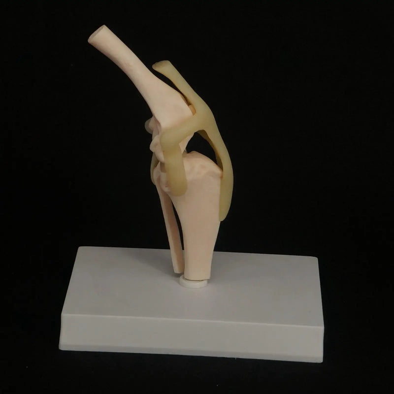 Dog knee Canine Joint model Medical Veterinary Teaching Research Skeleton Animal - KiwisLove