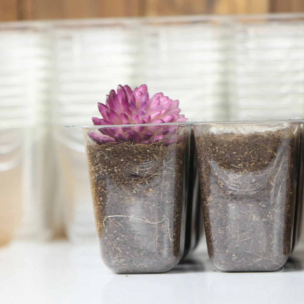 5/10pcs 12-Cell Transparent Seedling Starting Tray Gardening Nursery Grow Germination Plastic Seed Starter Tray Plant  Grow Cont