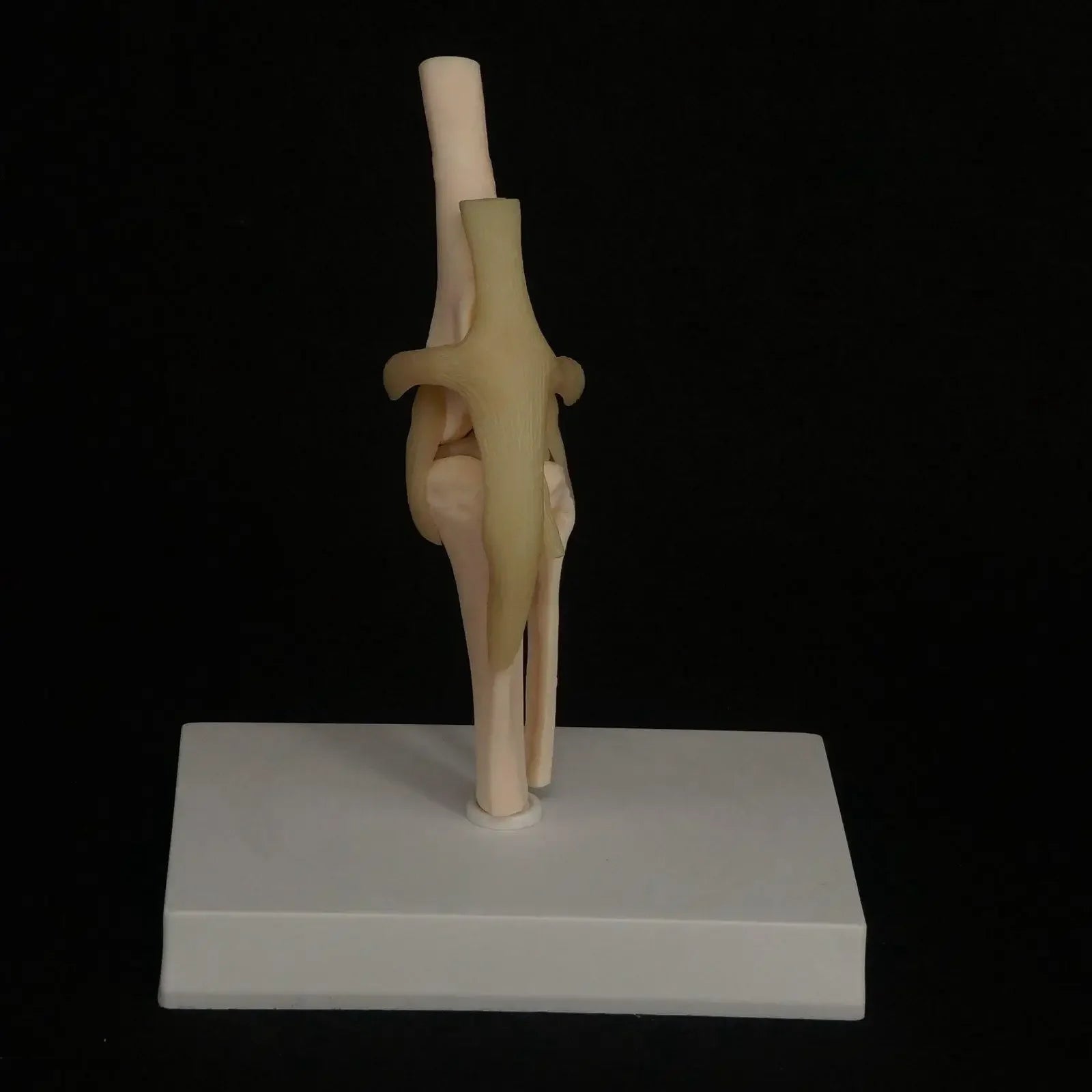 Dog knee Canine Joint model Medical Veterinary Teaching Research Skeleton Animal - KiwisLove