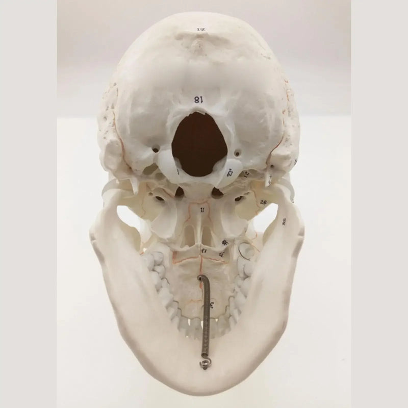 Numbered Human Skull Model Natural Life Size Bone Suture Clear Matt PVC Teaching Resources Learning Resources - KiwisLove