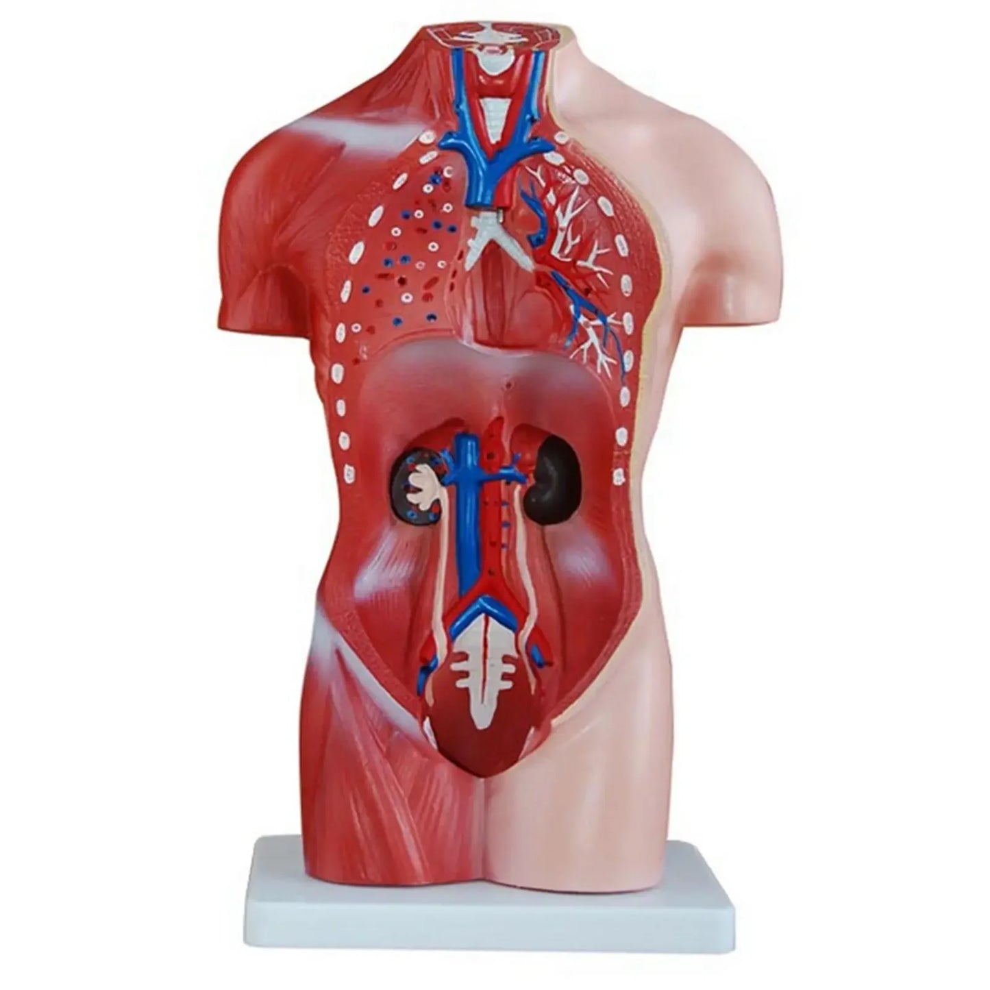 Human 42cm Female Torso Anatomical Model Skeleton Medical Anatomy 15 Part - KiwisLove