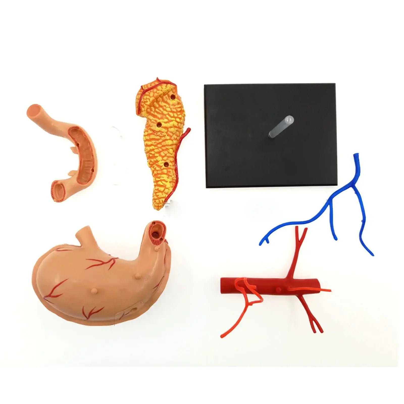 Human Stomach & Internal Organs Anatomy Educational Model Kit by 4D Vision Assembly Training Aid 9 Parts Teaching Resources - KiwisLove