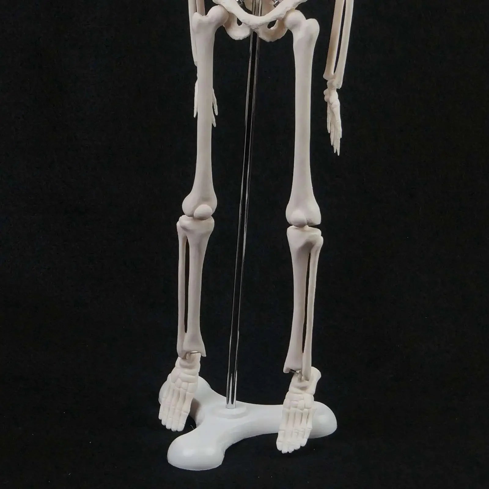 45CM Human Anatomical Anatomy Skeleton Model Medical  Poster Medical Learn Aid - KiwisLove