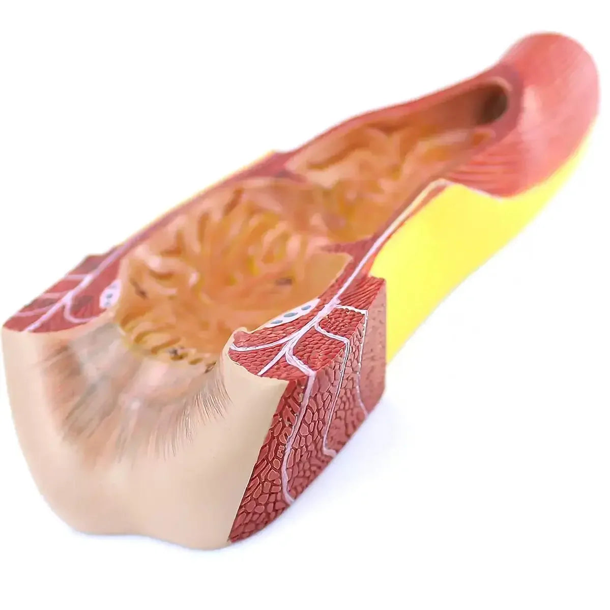 PVC Human Rectum and Canal Model Medical Anatomical Models School - KiwisLove