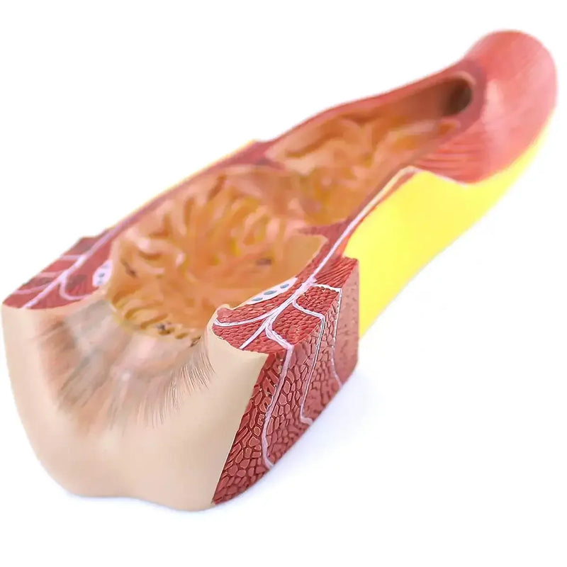 PVC Human Rectum and Canal Model Medical Anatomical Models School - KiwisLove