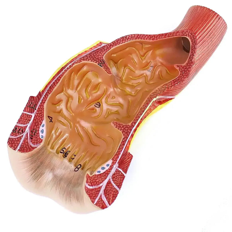 PVC Human Rectum and Canal Model Medical Anatomical Models School - KiwisLove