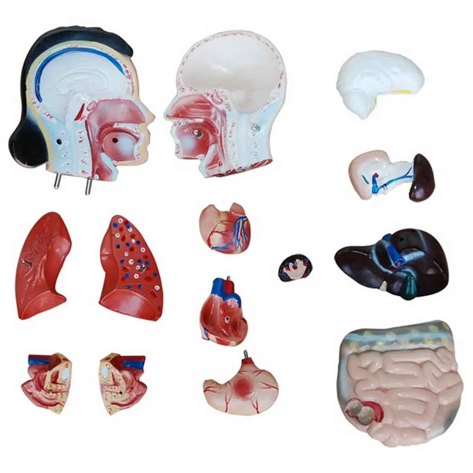 Human 42cm Female Torso Anatomical Model Skeleton Medical Anatomy 15 Part - KiwisLove