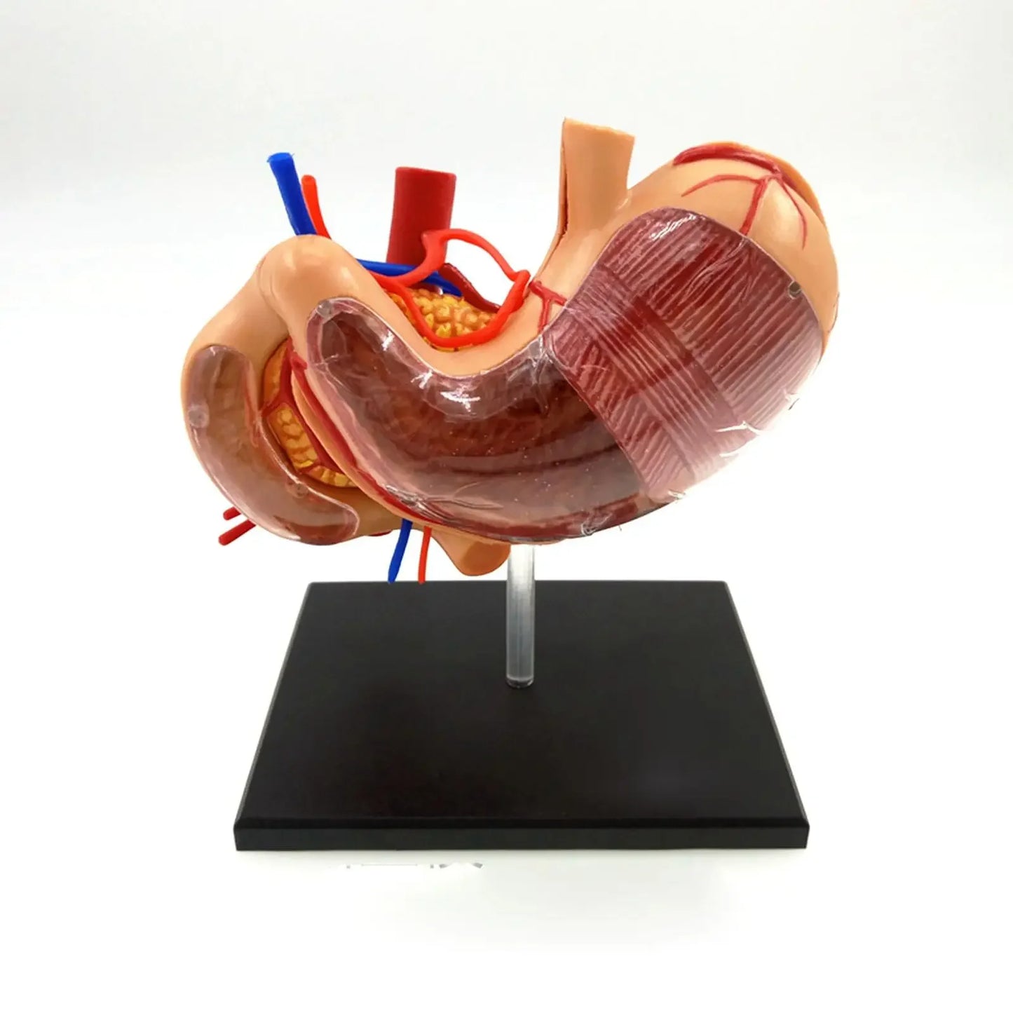 Human Stomach & Internal Organs Anatomy Educational Model Kit by 4D Vision Assembly Training Aid 9 Parts Teaching Resources - KiwisLove