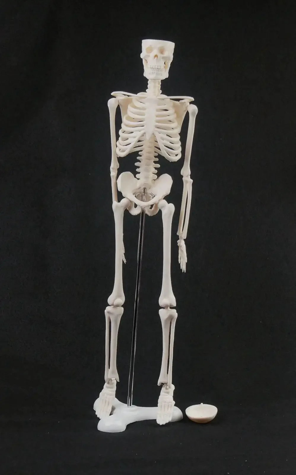 45CM Human Anatomical Anatomy Skeleton Model Medical  Poster Medical Learn Aid - KiwisLove